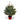3ft Pot Grown Fraser Fir Christmas Tree