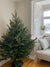 Fraser Fir Christmas Tree in a Plantation with Pines and Needles