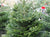 The 3ft Nordmann Fir Christmas Tree from Pines and Needles