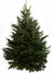12ft Nordmann Fir Christmas Tree from Pines and Needles