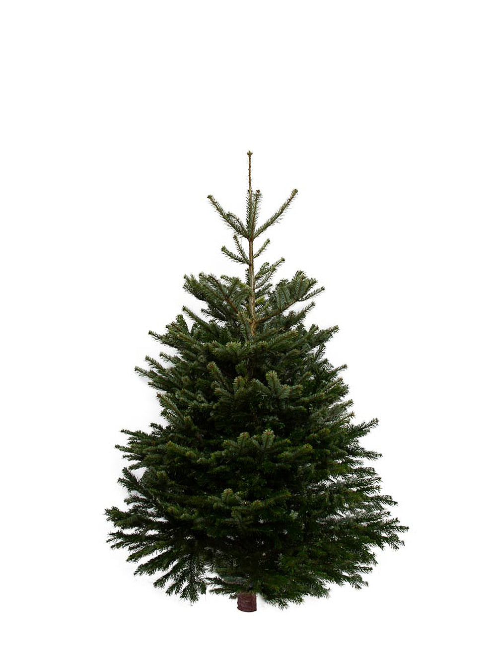 All Christmas Trees and Decorative Products