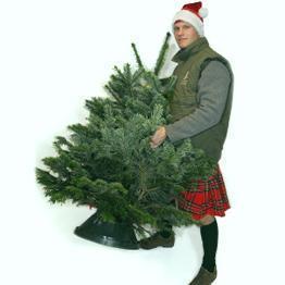 Christmas Tree Installation Service with Pines and Needles
