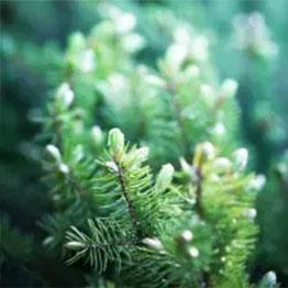 Caring for your Christmas Tree with Pines and Needles