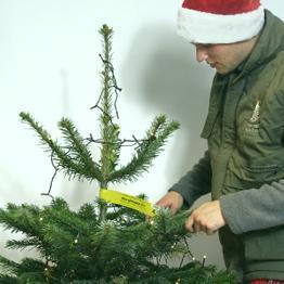 Christmas Tree Lighting Service with Pines and Needles