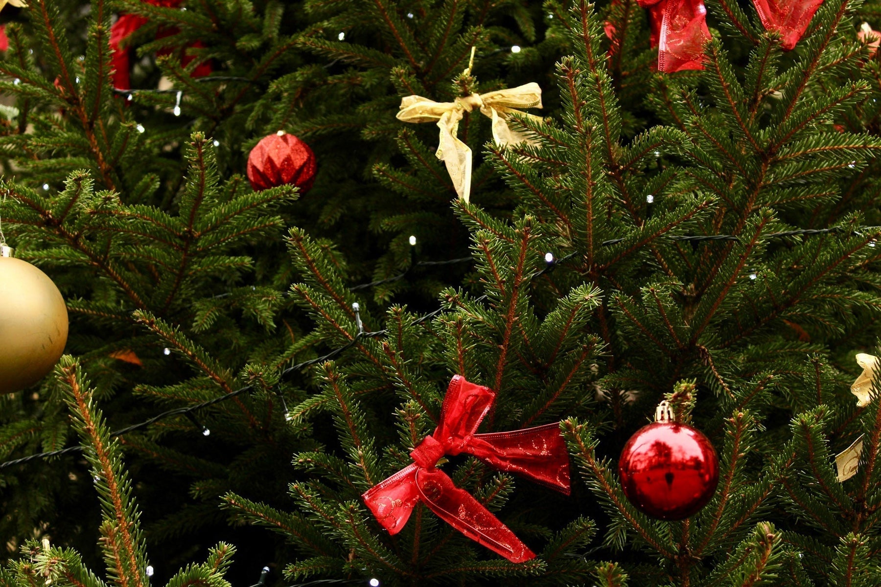 Keep Your Real Christmas Tree Fresh This Festive Season