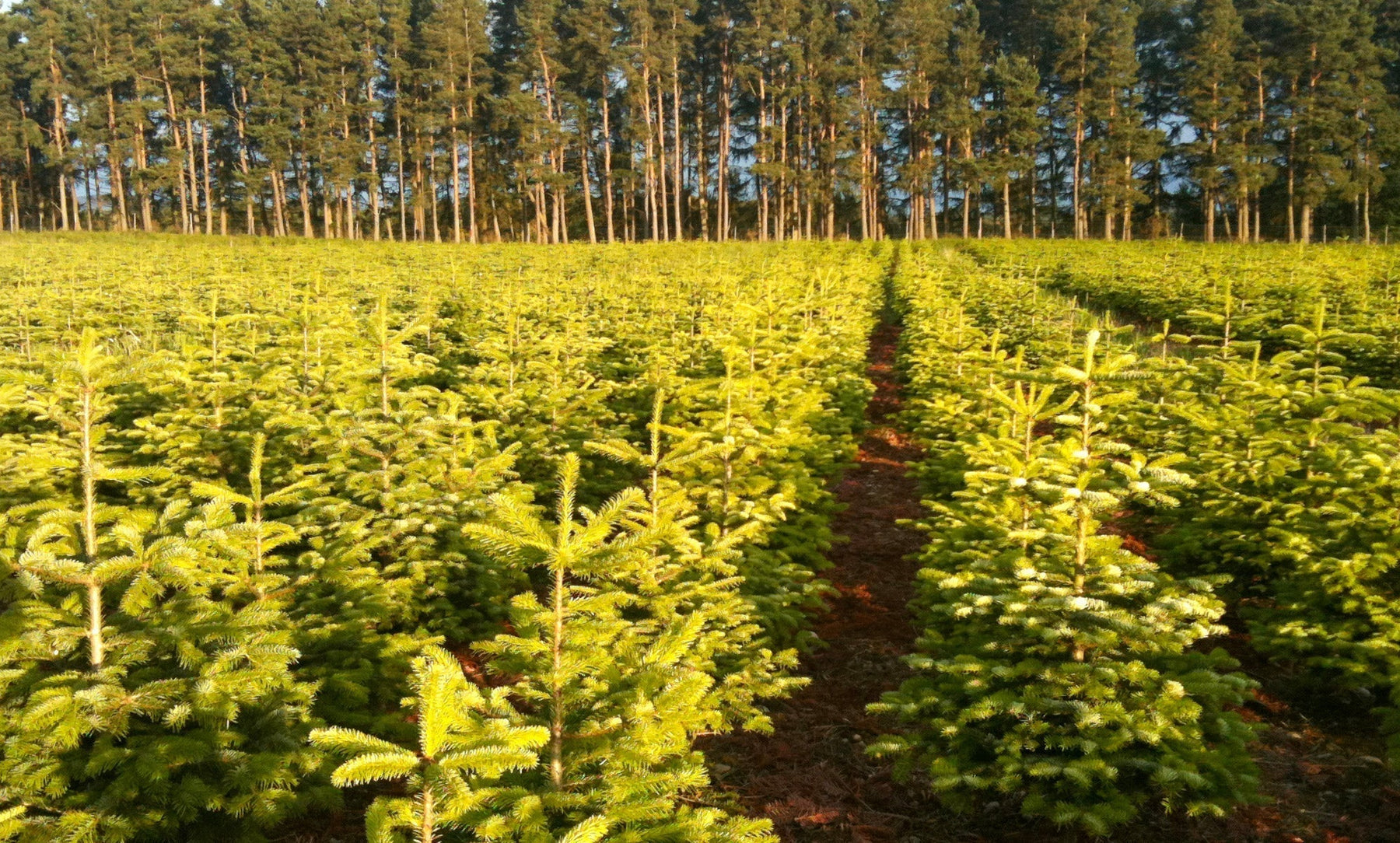 Want a Sustainable Christmas? Discover Expert Tips for an Eco-Friendly Festive Season