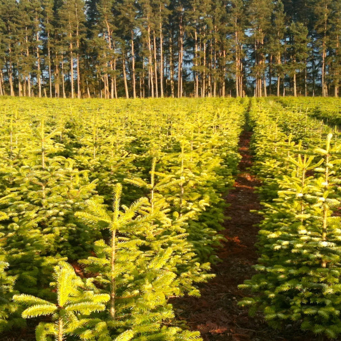 Want a Sustainable Christmas? Discover Expert Tips for an Eco-Friendly Festive Season