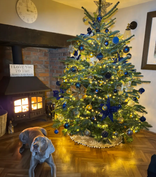 Have a Merry, Pet-Friendly Christmas!