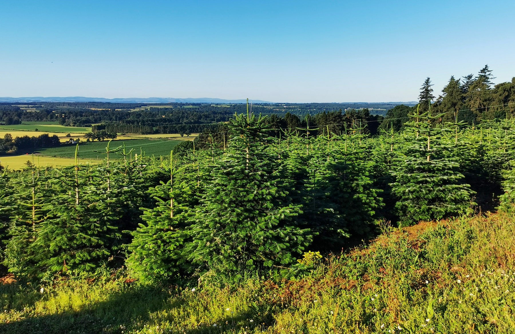 Quality, Size, and Supply Guaranteed - Pines and Needles Delivers Christmas