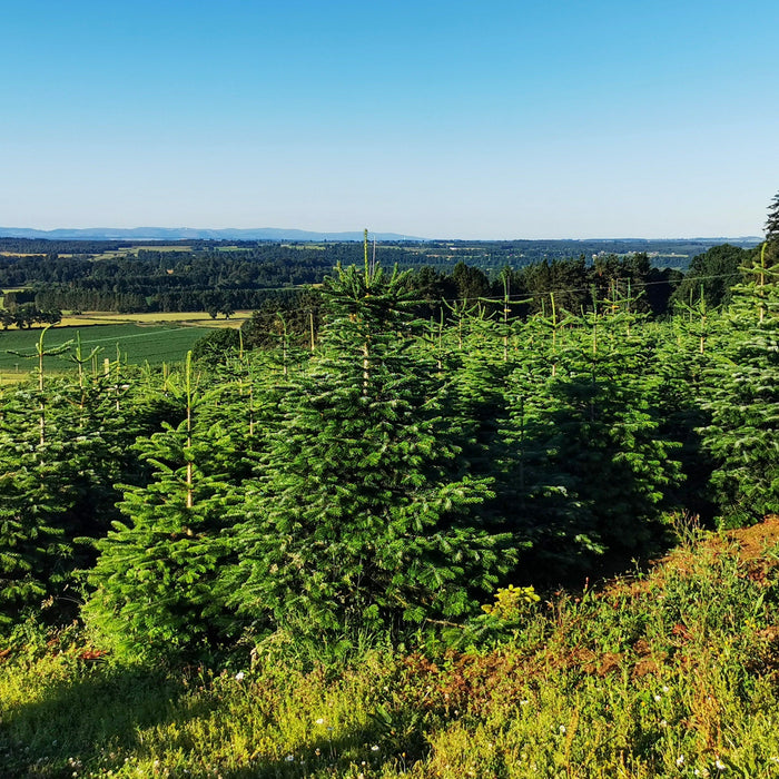 Quality, Size, and Supply Guaranteed - Pines and Needles Delivers Christmas