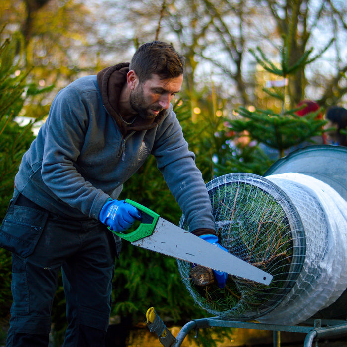 Top Tips for Choosing your Perfect Christmas Tree