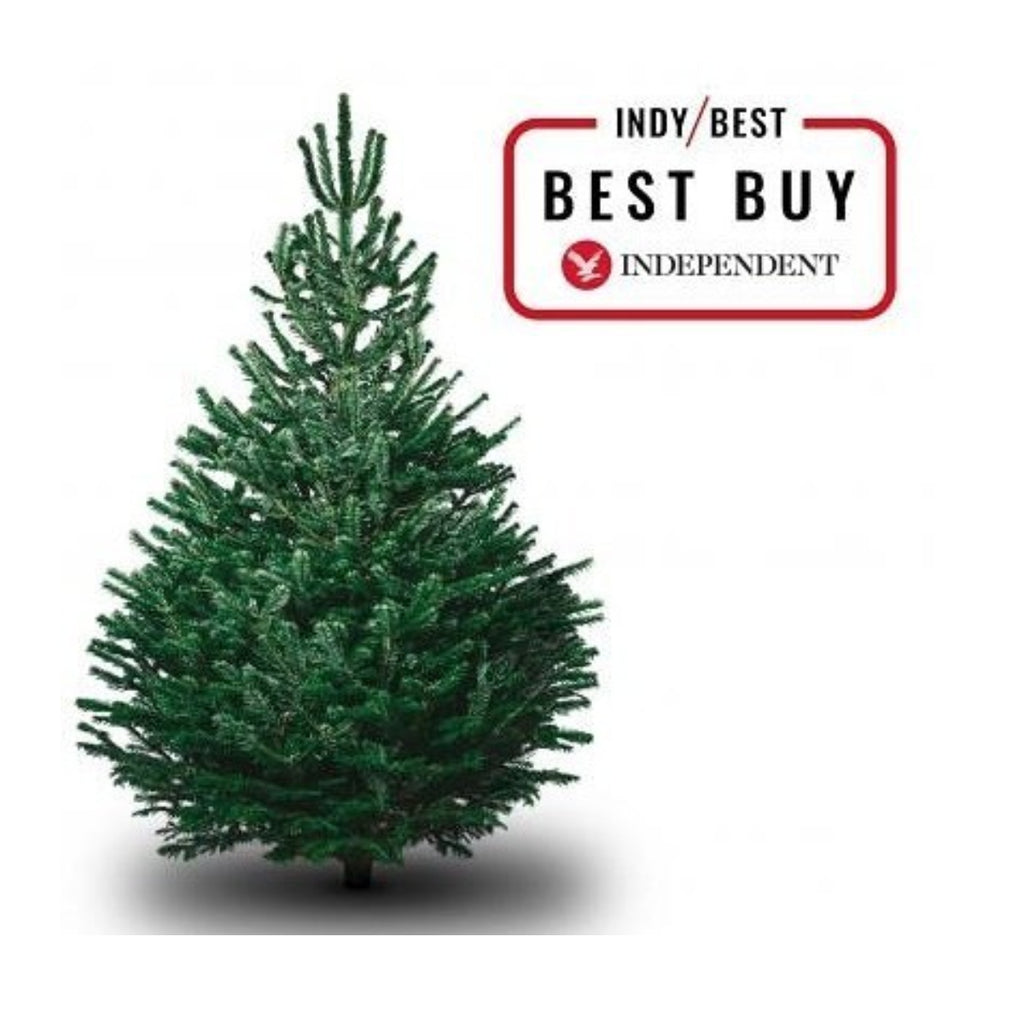 Voted Best Christmas Trees!