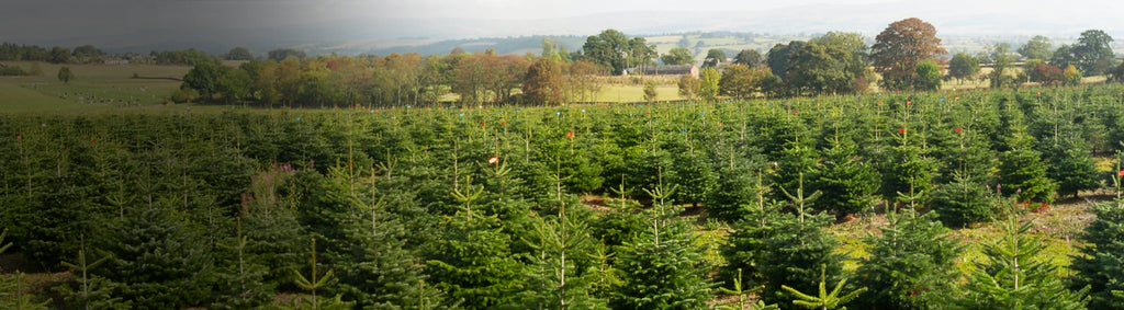 What's happening at the North Pole Tree Farm?