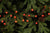 120 Red Berry Lights