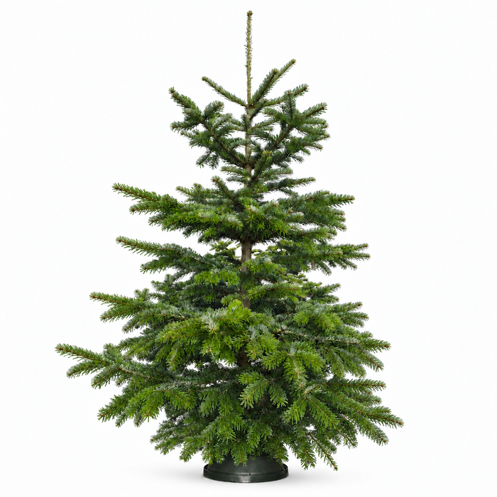 6ft Value Nordmann Fir