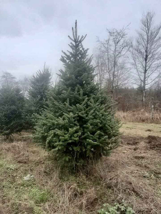 Buy 8ft fraser fir From Pines and Needles