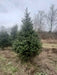 Buy 8ft fraser fir From Pines and Needles
