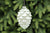Frosted Green Glass Pinecone Decoration