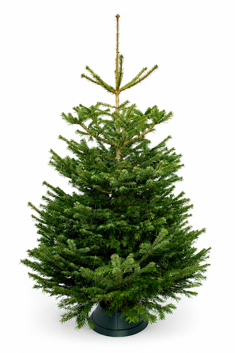 3ft Premium Grade Nordmann Fir