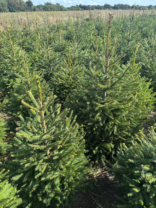 4-5ft Pot Grown Norway Spruce