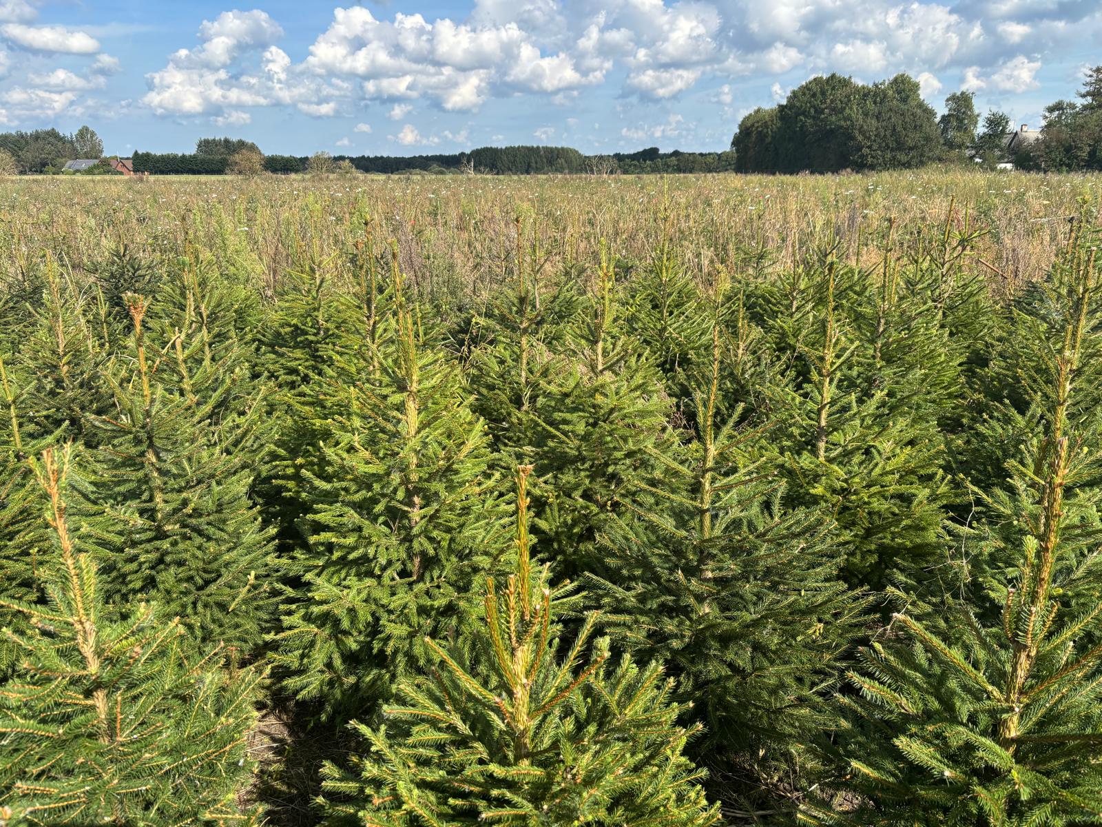 Field of young pot grown spruce trees under a blue sky with clouds