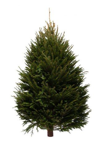 11ft Norway Spruce Christmas Tree from Pines and Needles