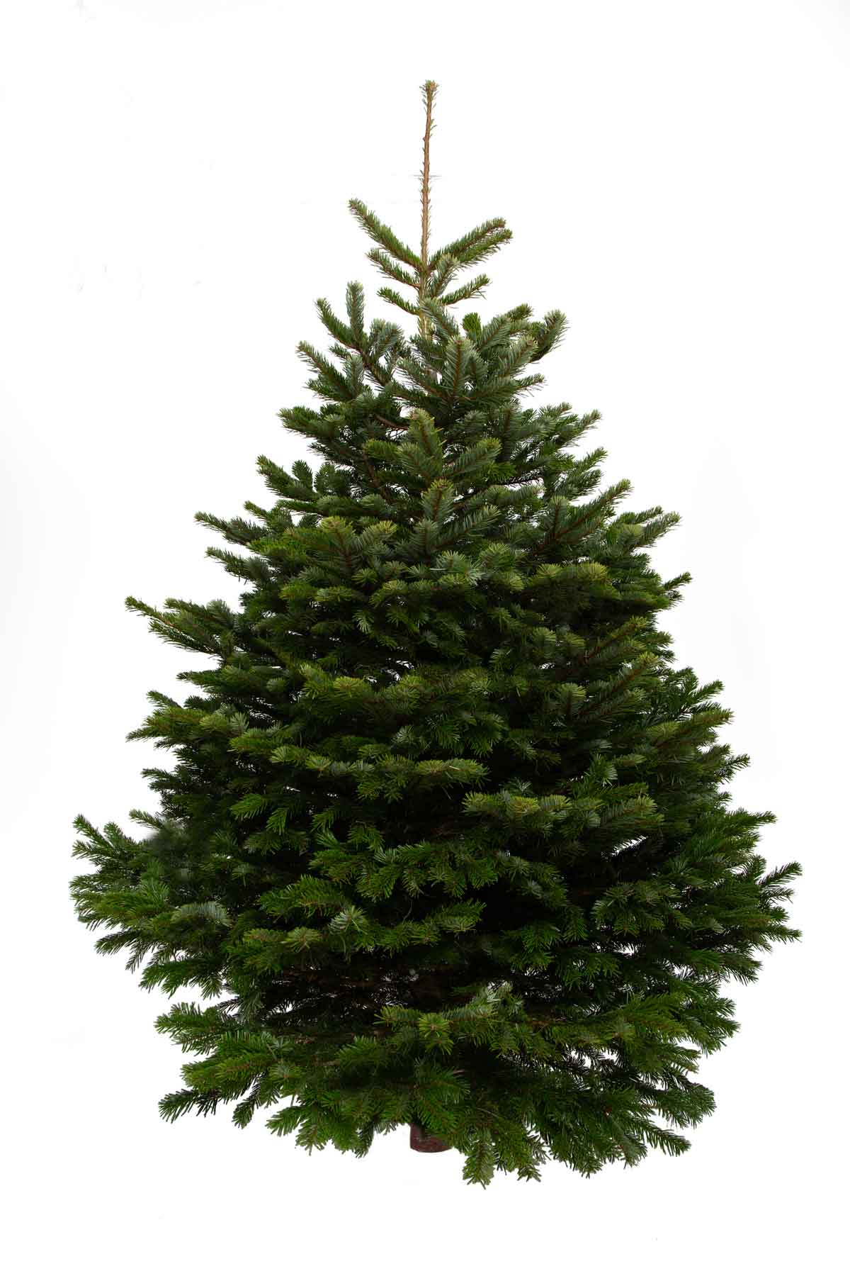 Indoor Christmas Tree - Nordmann Fir - from Pines and Needles