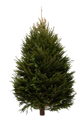 Outdoor Tree Norway Spruce from Pines and Needles