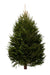 4ft Norway Spruce from Pines and Needles