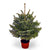 5ft Pot Grown Fraser Fir Christmas Tree