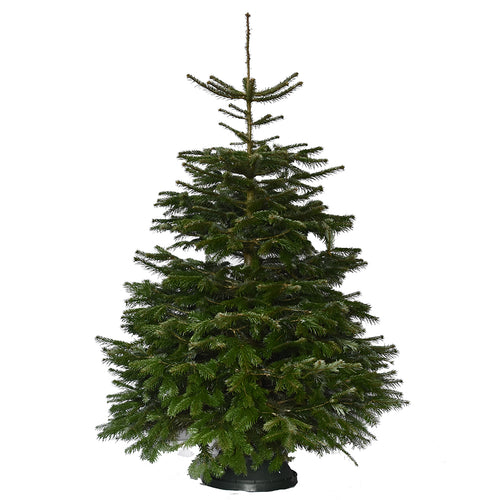 6ft Value Nordmann Fir Christmas Tree Pines and Needles