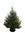 5ft Fraser Fir Christmas Tree