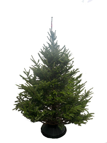 6ft Fraser Fir Christmas Tree