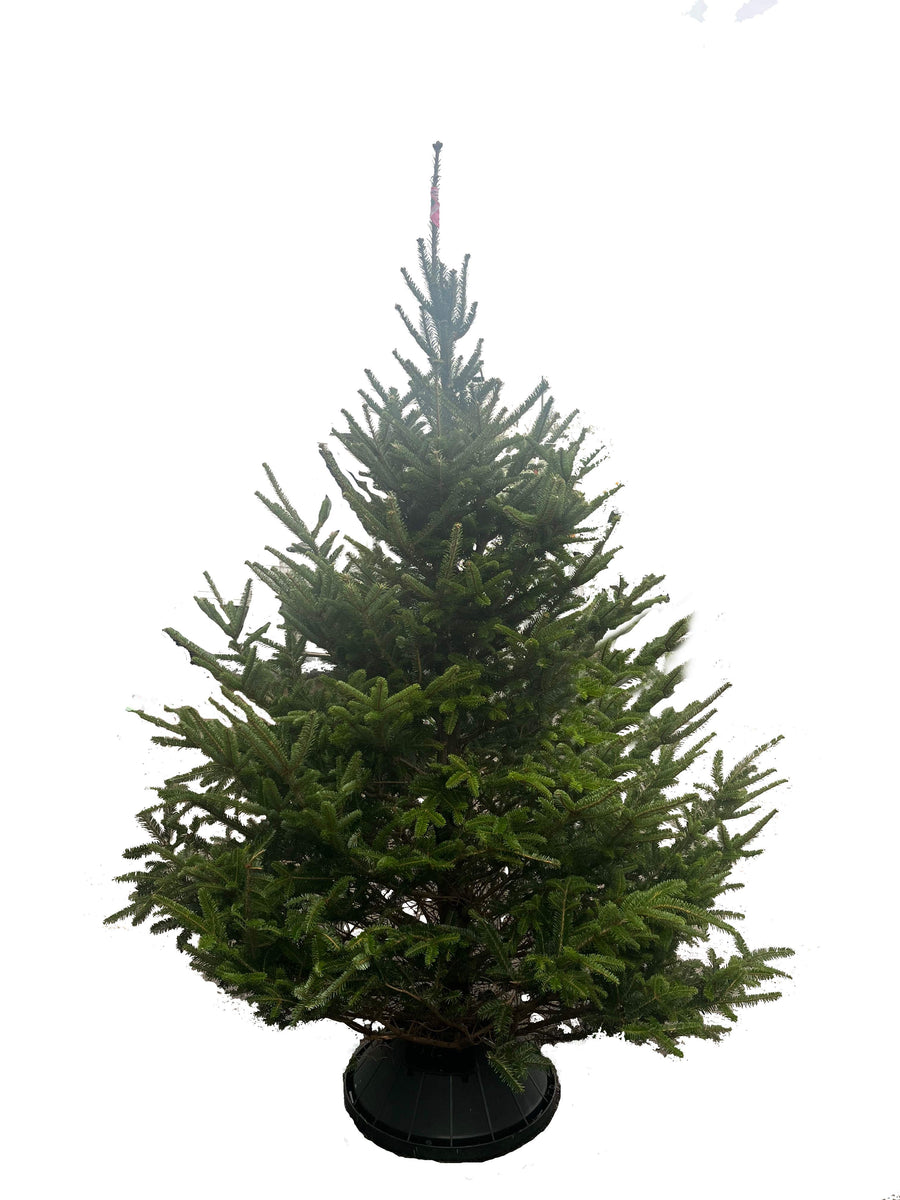 Fraser Fir