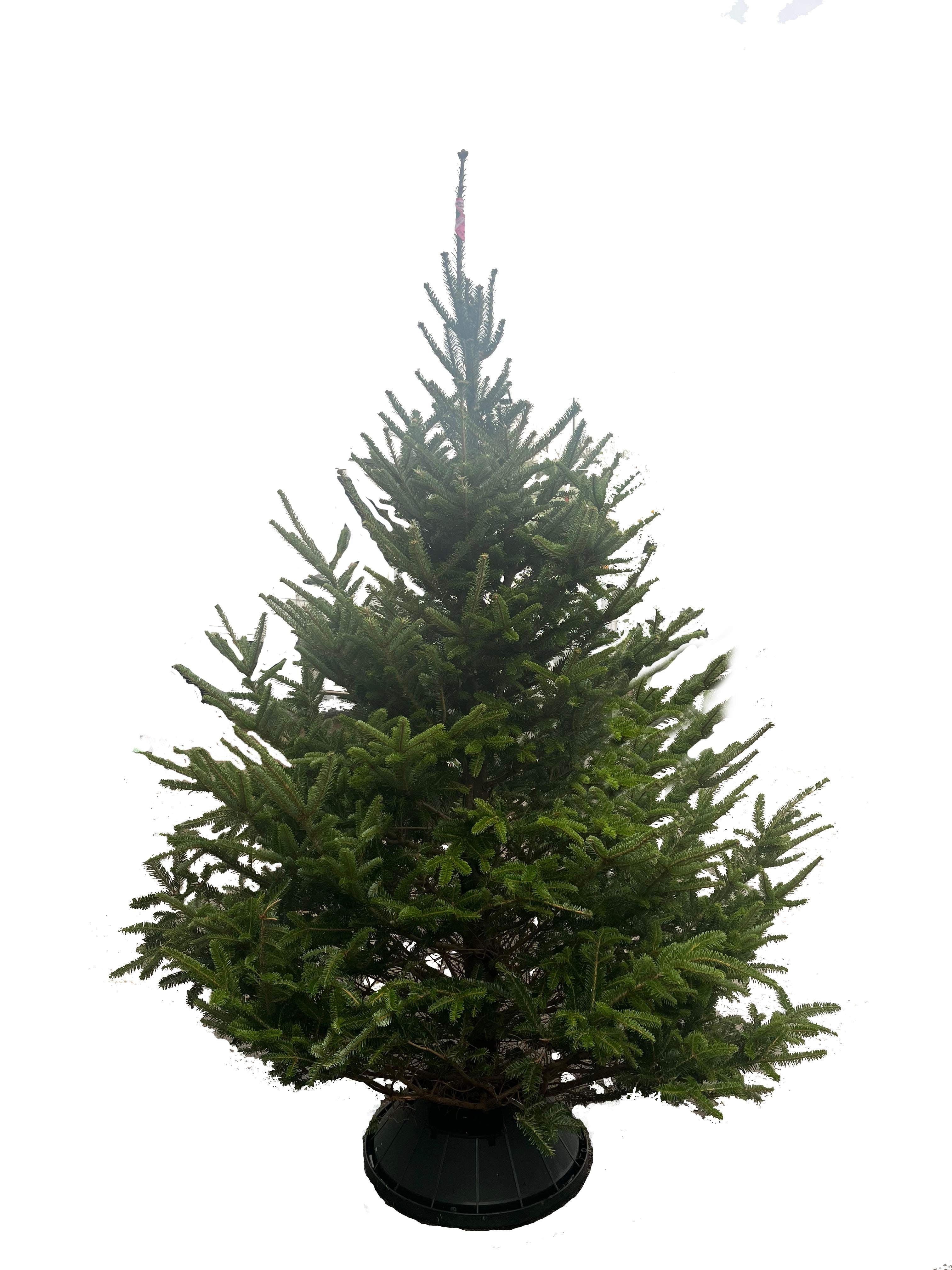 7ft Fraser Fir Christmas Tree