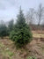 Fraser Fir Christmas Tree in a Plantation with Pines and Needles
