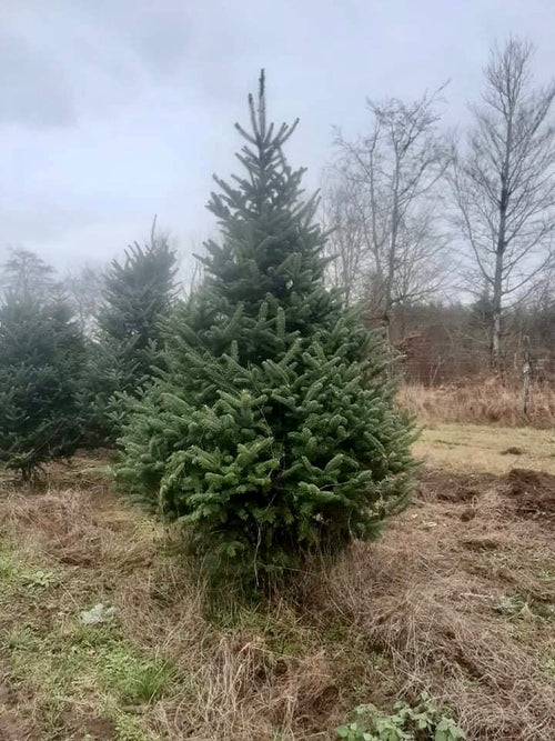 8ft Fraser Fir Christmas Tree Pines and Needles