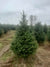 Fraser Fir Christmas Tree from Pines and Needles Plantation