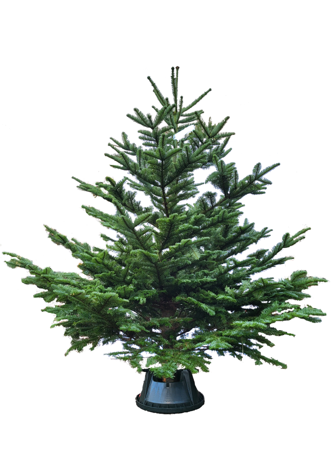 Noble Fir
