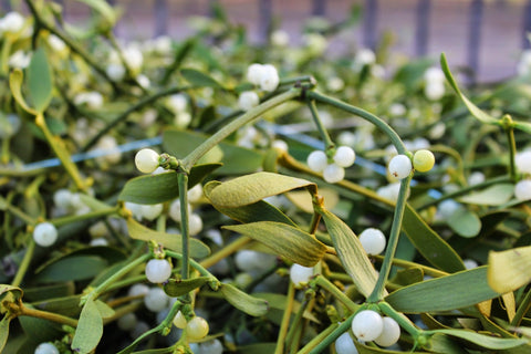Real Mistletoe Bunches from Pines and Needles