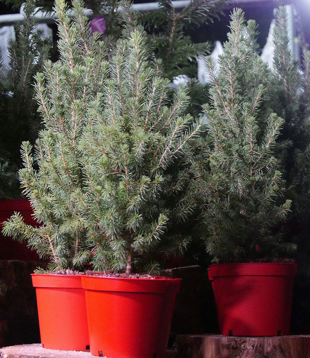 Live Mini Christmas Trees