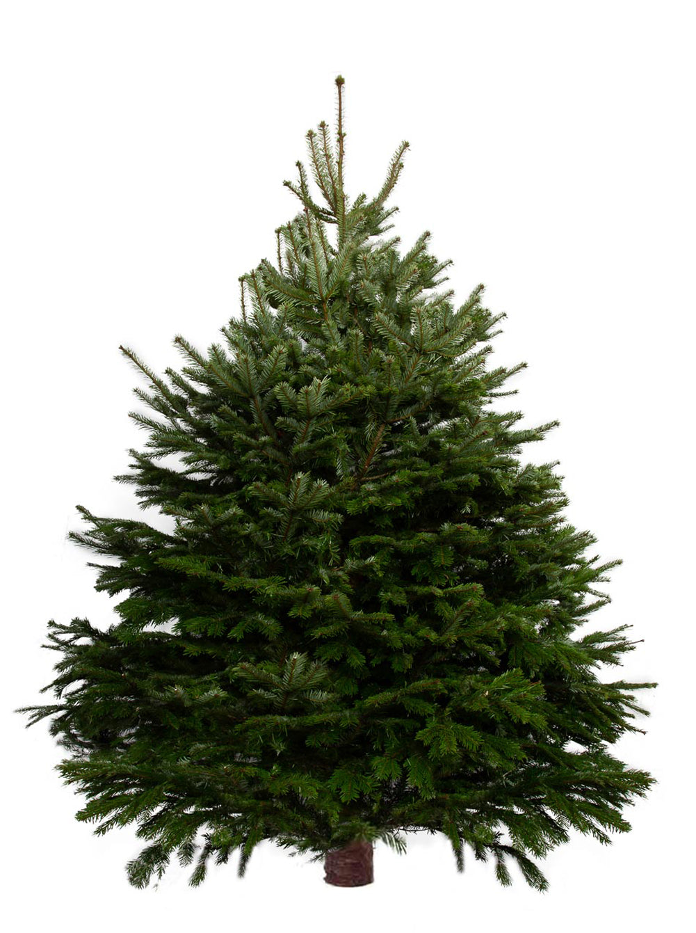 10ft Nordmann Fir Christmas Tree from Pines and Needles
