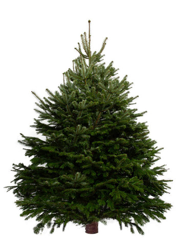 10ft Nordmann Fir Christmas Tree