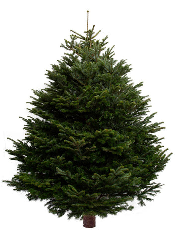 11ft Nordmann Fir Christmas Tree from Pines and Needles