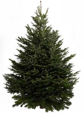 12ft Nordmann Fir Christmas Tree from Pines and Needles