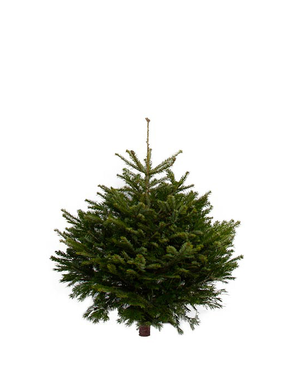 3ft Nordmann Fir Christmas Tree from Pines and Needles