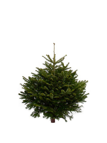 3ft Nordmann Fir Christmas Tree
