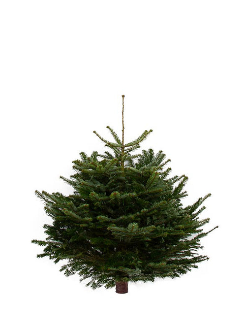 Nordmann Fir Real Christmas Tree 4ft Pines and Needles