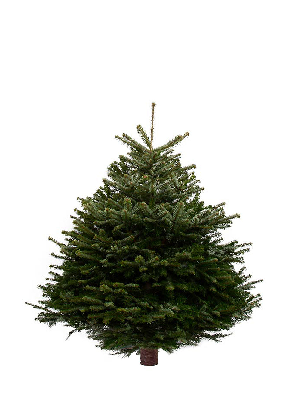 5ft Nordmann Fir Christmas Tree from Pines and Needles