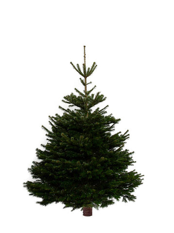 7ft Nordmann Fir Christmas Tree from Pines and Needles